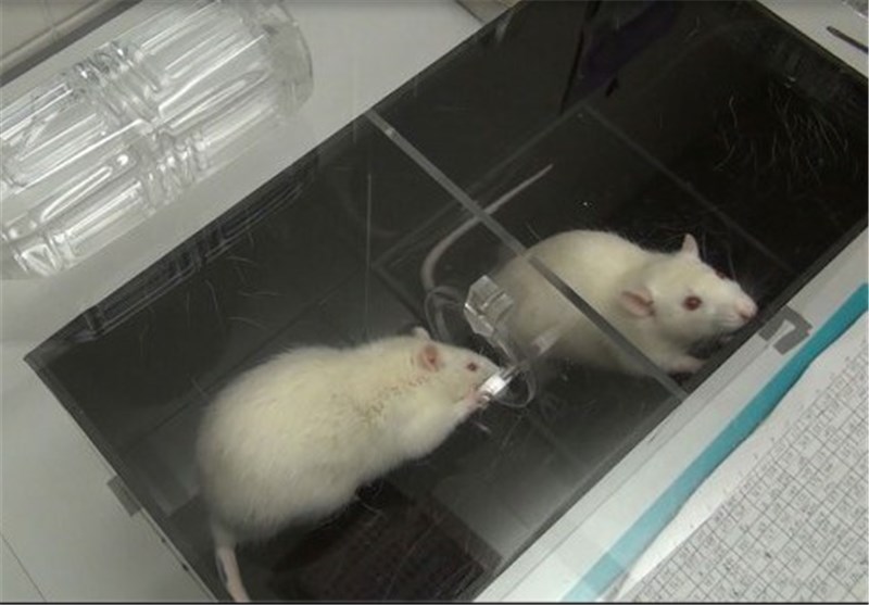 مطالعات جدید بر روی موش ها باعث مشخص شدن نحوه شکل گیری چربی در بدن شد