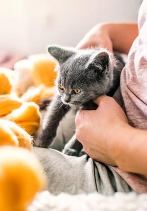 ارتباط عاطفی گربه ها با صاحبانشان