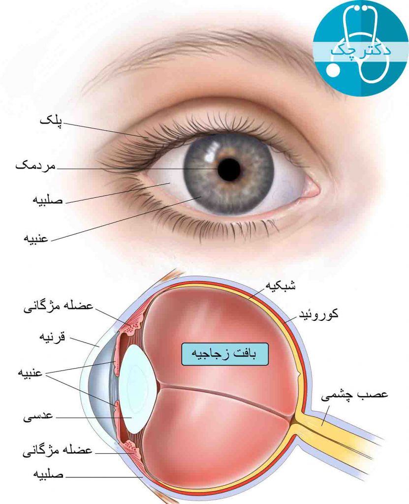 ساختار چشم - ملانومای چشم