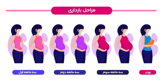 تغییرات شکم در هفته دوازدهم بارداری