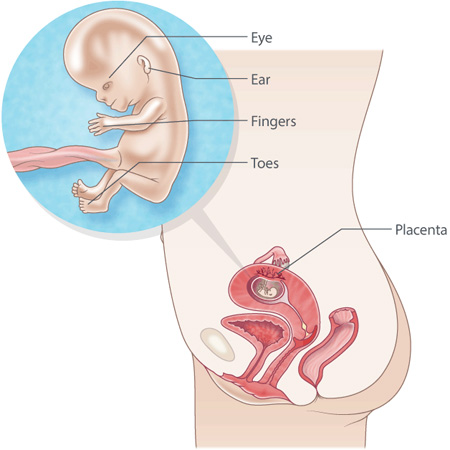 شکل جنین در هفته 11 بارداری