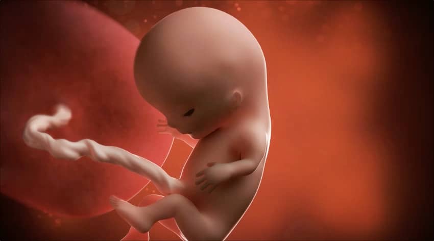 حرکت جنین در هفته 11 حاملگی