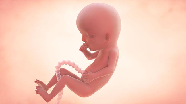 شکل جنین در هفته 13 حاملگی