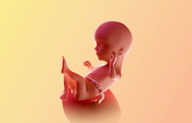 شکل جنین در هفته 16 حاملگی