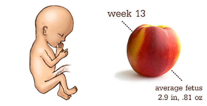 اندازه جنین در هفته چهاردهم بارداری