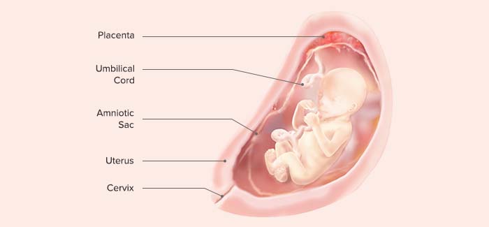 شکل نوزاد در هفته 19 حاملگی