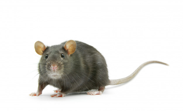 ژن چاقی در موش ها