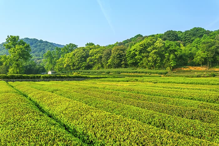 کاشت چای از جمله ایده های کسب و کار کشاورزی