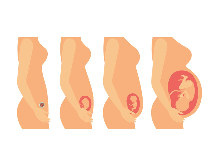 علت رشد نکردن جنین در اوایل بارداری