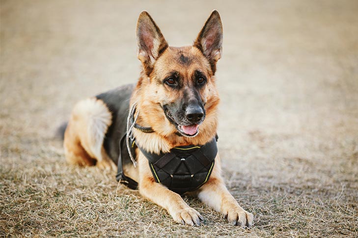 مشخصات کامل، قیمت و خرید نژاد سگ ژرمن شپرد (German Shepherd Dog) | پت راید