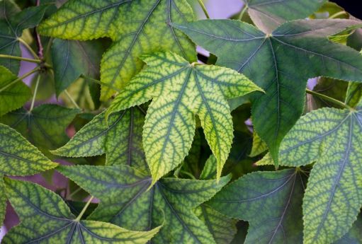 پایین آوردن فشار خون با گیاه چایا