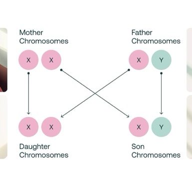 دختر می‌خوای یا پسر؟ تعیین جنسیت قبل از اقدام به بارداری